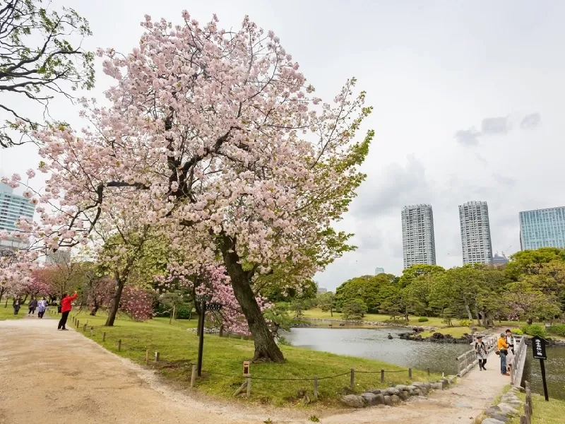 Tour Giappone Tra Tkyo e Kyoto